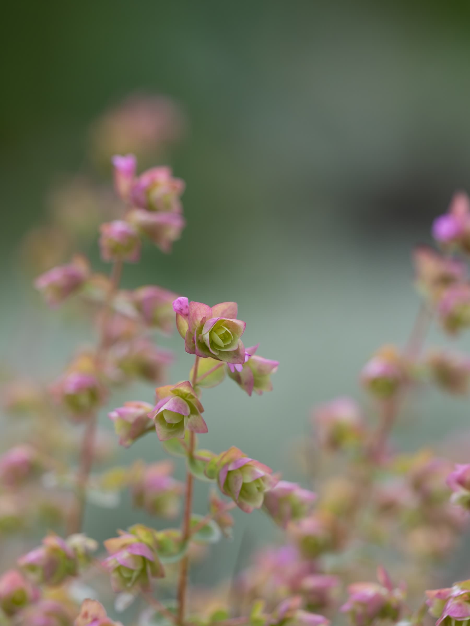 Blossom in close focus against a soft green ground.